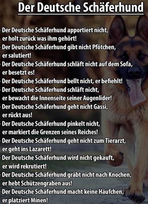 deutsche_schc3a4ferhund.jpg